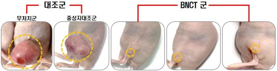 다원메닥스, 동물시험서 '붕소중성자포획치료' 종양 억제 효과 확인