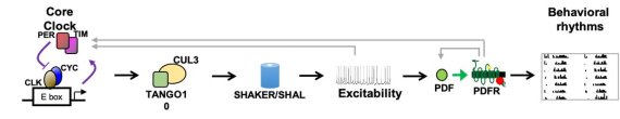 Tango10에 의한 일주기성 생체리듬 조절 모델 24시간 주기 유전자 발현 조절을 통해 분자시계를 작동하는 생체시계 유전자들은 생체시계 신경세포 축삭돌기 말단에서의 유비퀴틴화 효소 단백질 복합체인 ‘Tango10-Cullin 3’의 발현을 조절함. Tango10은 Shaker/Shal과 같은 K+ 이온 채널을 통해 생체시계 신경 세포의 흥분성을 제어하고, 생체시계 신경조절 펩타이드인 PDF의 일주기성 분비를 조절함. Tango10은 단백질 유비퀴틴화 기능을 통해 분자시계와 일주기성 신경 가소성간을 연결함으로써 24시간 주기의 동물