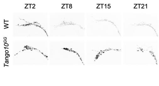 Tango10 돌연변이에 의한 생체 리듬조절 신경 펩타이드 PDF의 일주기성 분비 장애 12시간 주기의 빛/어둠 조건에서 정상 초파리(WT)와 Tango10 돌연변이 초파리의 생체시계 신경 세포 축삭돌기 말단의 신경 펩타이드 PDF 발현 양상을 면역 형광법을 통해 검사함. 일주기성 발현을 보인 정상 초파리와 달리 Tango10 돌연변이의 경우 페이스메이커 신경세포의 축삭돌기 말단에서 비정상적인 PDF 축적에 의한 일주기성 분비 장애가 관찰됨 (ZT0, 빛/명주기 시작; ZT12, 어둠/암주기 시작).