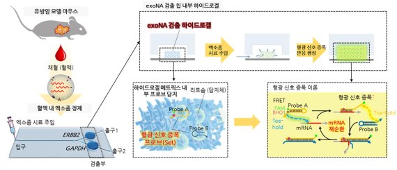 미세유체칩에 결합된 엑소좀 유전자 검출 하이드로겔은 내부에 형광 신호 증폭을 유발하는 프로브 세트를 통해 고감도의 엑소좀 내부 유전정보를 분석할 수 있다. 생명공학연구원 제공