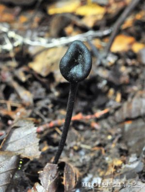 서귀포시 남원읍 이승악오름에서 발견된 '마귀숟갈버섯'속의 신종 버섯 [제주테크노파크 제공]
