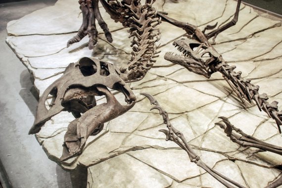 약 75% 실물 골격이 보존된 초식성 조각류 공룡 마이아사우라. 지질자원연구원 제공