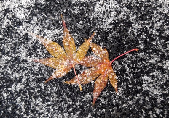 23일 대전지역에서 낙엽 위로 내린 눈이 쌓여 있다. 대전기상청에 따르면 대전·충남지역에선 대체로 흐리고 아침까지 1㎝ 내외의 눈이나 5㎜ 미만의 적은 비가 내릴 것으로 예보했다. 2021.11.23/뉴스1 © News1 김기태 기자
