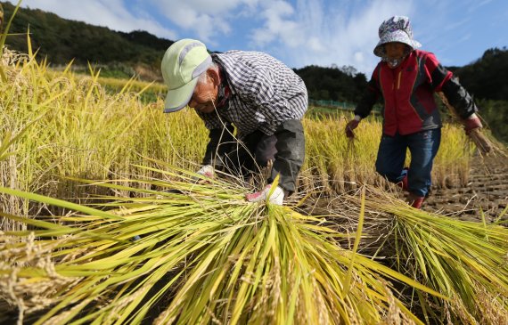 전북 부안군은 이달부터 지역 농가들에게 기본형 공익직불금을 지급한다(뉴스1/DB) © News1