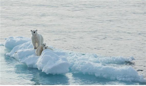 쇄빙선 아라온호 항해 중 찍은 북극곰 사진(사진=해양수산부).뉴시스
