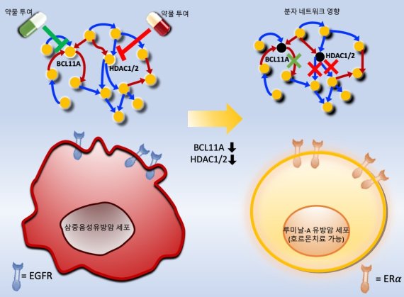 연구결과 모식도. 삼중음성 유방암 세포에 새롭게 발굴된 분자타겟인 BCL11A와 HDAC1/2의 발현을 억제하는 약물을 투여하면 암세포 분자네트워크가 변형되고 그 결과 루미날-A 유방암 세포로 리프로그래밍됨으로써 호르몬치료가 가능하게 된다.(KAIST 제공)© 뉴스1