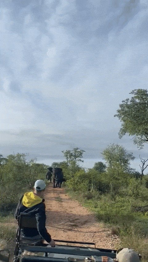 수컷 코끼리가 사파리 차량을 향해 달려와 들이받는 모습. (트위터 갈무리) © 뉴스1