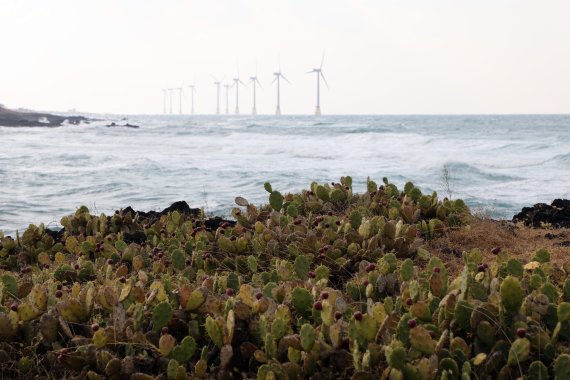 제주시 한림읍 월령리 손바닥 선인장. 이곳은 국내 유일의 선인장 군락지다.© 뉴스1