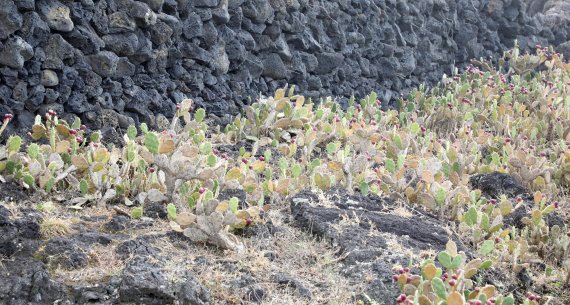 제주시 한림읍 월령리 손바닥 선인장. 이곳은 국내 유일의 선인장 군락지다.© 뉴스1