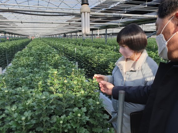 부산시 서구 강동동 소재 선경식씨의 국화 재배농장에서 농업기술센터와 농가 관계자들이 '백강'의 작황을 살펴보고 있다. 부산시 농업기술센터 제공