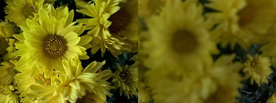 아이폰13과 아이폰XS의 접사로 촬영한 사진을 비교한 모습. 왼쪽이 아이폰13으로 촬영한 사진이고 오른쪽이 아이폰XS로 촬영한 사진이다. © 뉴스1