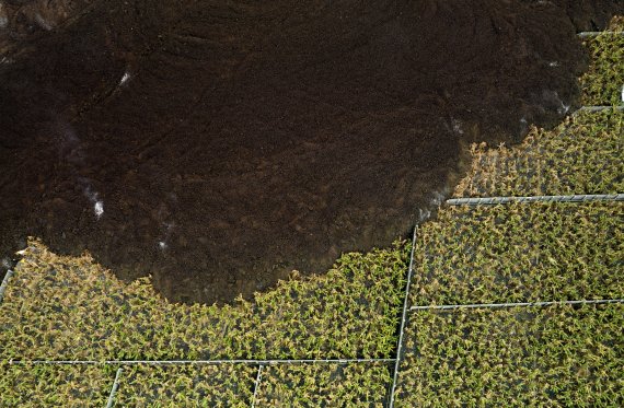 [라팔마=AP/뉴시스] 6일(현지시간) 스페인 카나리아제도 라팔마섬에서 화산 용암으로 인해 바나나 농장이 훼손돼 있다. 2021.12.08.