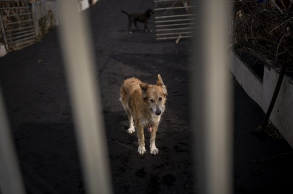 [라팔마=AP/뉴시스] 6일(현지시간) 스페인 카나리아섬 라팔마에서 강아지가 농장을 배회하고 있다. 2021.12.08.
