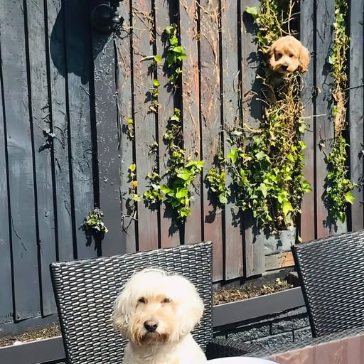 [서울=뉴시스] 영국 브롬스그로브 콜린 도일이 찍은 사진 '시끄러운 이웃'이 '많이 추천받은(Highly commended)' 사진에 올랐다. 무표정한 강아지 뒤쪽 울타리에 옆집 강아지가 빼꼼히 얼굴을 내밀고 있다. (출처 : 코미디 펫 포토 어워드 홈페이지 ©Colin Doyle/Animal Friends Comedy Pet Photo Awards) 2021.12.09. *재판매 및 DB 금지 *재판매 및 DB 금지