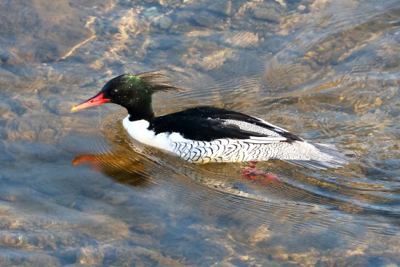 '호사비오리' 윤기득 사진작가 촬영. 호사비오리는 국제자연보전연맹(IUCN) 적색목록(Redlist)에 멸종위기종(EN: Endangered)이며 환경부 멸종위기야생생물 Ⅰ급, 천연기념물 제 448호이다. /사진=울산시 제공