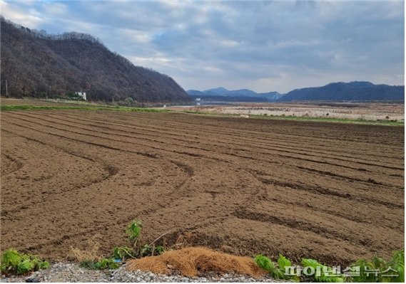 연천군 4만7000㎡에 물억새 식재…청정임진강 조성