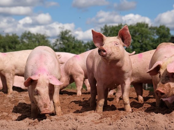 돼지농장의 모습 / 사진출처 = 위키피디아