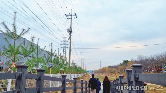 시흥천 스트로브잣나무 식재…일석이조 ‘겨냥’