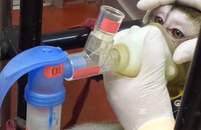 흡입형 코로나19 치료제 iCP-NI의 안전성평가를 위해 필리핀원숭이를 대상으로 흡입제형 투여가 진행 중이다. 사진=셀리버리