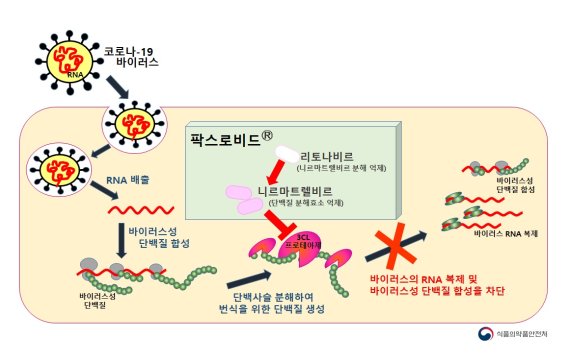 팍스로비드 작용 기전 모식도. 식품의약품안전처 제공.