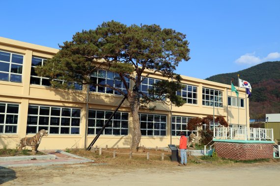 구인회·이병철·조홍제 회장이 함께 심었다고 전해지고 있는 옛 지수초등학교의 부자소나무. 사진 조용철 기자