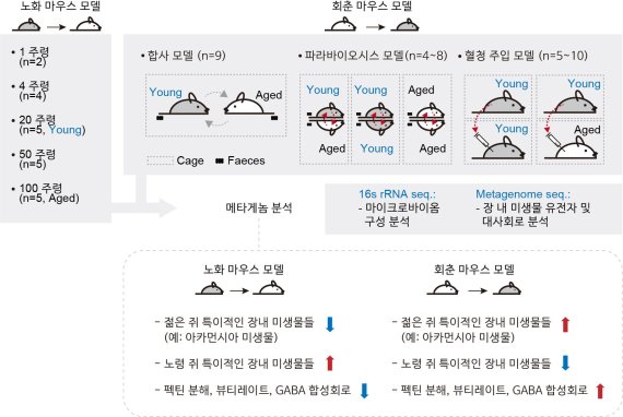 노화 마우스 모델 및 회춘 마우스 모델 메타게놈 분석(KAIST 조병관 교수·생명연 이철호 박사 제공)© 뉴스1