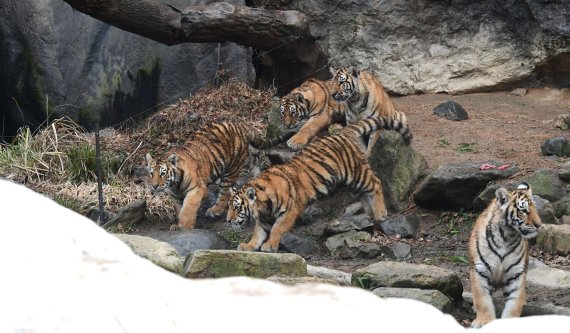 [용인=뉴시스] 권창회 기자 = 에버랜드가 2022년 임인년(壬寅年) 호랑이해를 앞두고 눈덮힌 타이거밸리에서 생활하는 아기 호랑이들 오둥이 아름(♀)·다운(♂)·우리(♀)·나라(♂)·강산(♀)의 모습을 공개했다. 경기 용인시 에버랜드 타이거밸리에서 엄마 호랑이 건곤이와 아기호랑이들이 산책을 하고 있다.(공동취재사진) 2021.12.31. photo@newsis.com