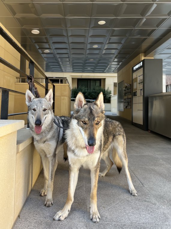 스페인에서 이혼소송 시 반려동물을 단순한 재산이 아닌 '살아있는 지각적 존재(sentient beings)'로 인정하는 법안이 통과됐다. 이에 따라 이혼 소송시 애완동물에게도 '양육권' 개념이 적용된다.