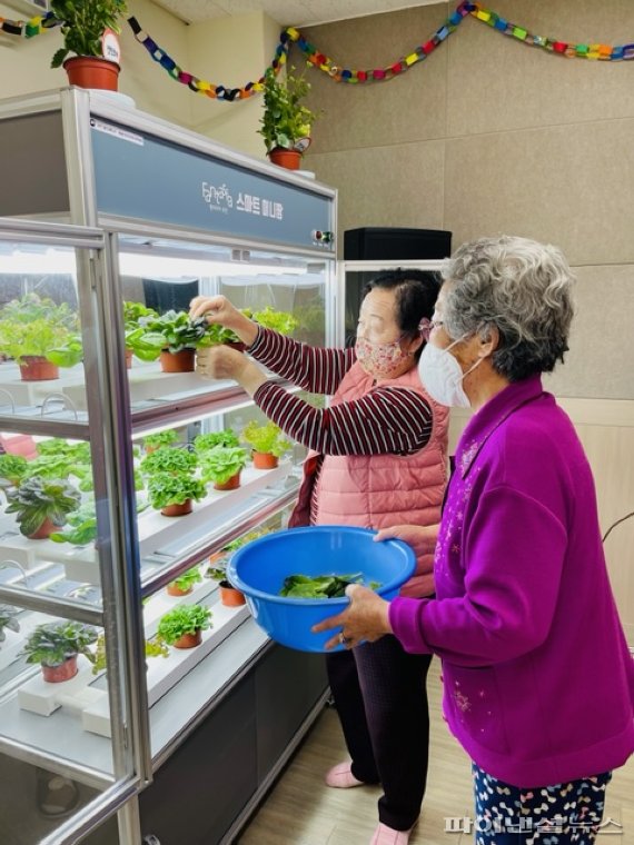 부천시 스마트경로당 스마트팜에서 야채 수확. 사진제공=부천시