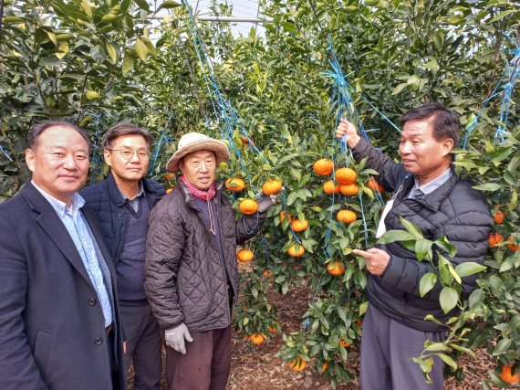 전남대 연구팀이 10일 제주시 조천읍 와산리에 자리한 서진이네농장에서 레드향 작황상태를 살펴보고 있다. 왼쪽부터 한연수 전남대친환경농업연구소 소장, 오상민 소일테크 대표, 고용운 농장 대표, 김길용 전남대 교수. © News1