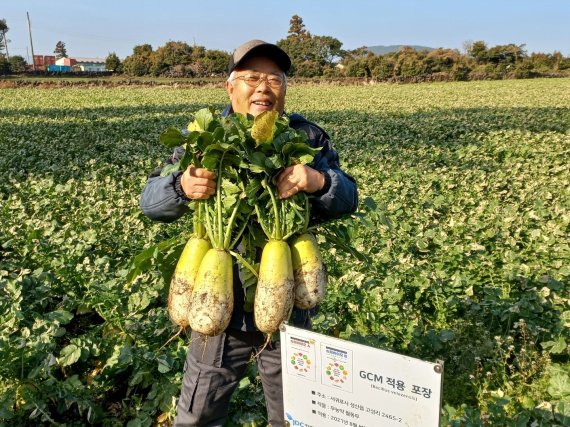 제주 서귀포시 성산읍 고성리의 정맹선씨(74)가 수확한 무를 들어보이고 있다. © News1