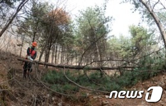 강원도내 산림사업장에서 매년 안전사고가 200건을 웃돌고 있다. 사진은 기사내용과는 관계없음. 뉴스1