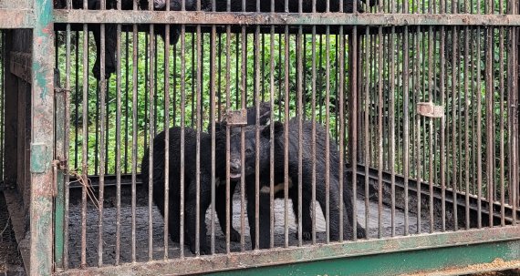 "사육곰, 40년간의 고통 끝낸다"…2026년부터 곰 사육 금지