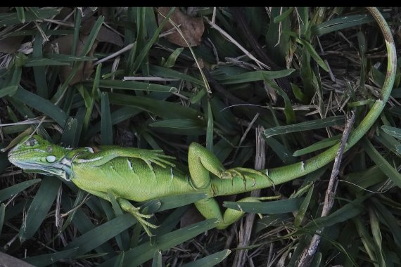 미국 남부 플로리다주에 혹한이 덮쳤다. 2020년 1월 22일(현지시간) 플로리다주 오클랜드팍의 체리크릭파크 잔디밭에 새끼 이구아나가 추운 날씨로 몸이 언 채 누워 있다. AP뉴시스