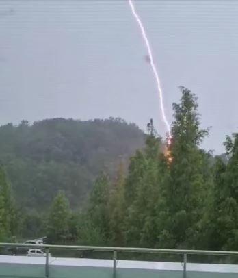 메타세쿼이아가 벼락 맞는 장면(경남도 제공)© 뉴스1