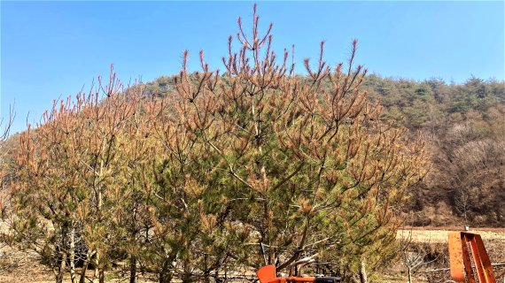 [안동=뉴시스] 솔잎혹파리 피해나무. (사진=경북도 제공) 2022.02.03 *재판매 및 DB 금지