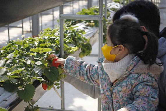 딸기 수확 체험이 가능한 경남 김해 클라우드베리 한국관광공사 제공