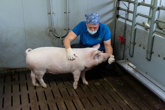 미국 뉴욕대 랭곤의료센터 연구진이 유전자 조작된 돼지의 심장을 뇌사자들의 몸에 이식해 3일간 기능하는데 성공했다고 AP가 12일(현지시간) 보도했다. 1월 24일 독일 오베르슐라이슈하임의 돼지 농장에서 뮌헨 루드비히 막시밀리안스대 연구원이 유전자 조작 돼지에게 먹이를 주고 있다. 로이터뉴스1