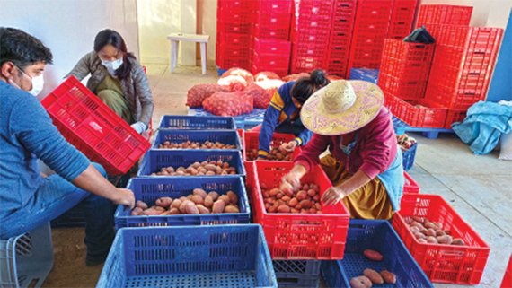 볼리비아 현지인들이 농식품부와 농어촌공사가 구축한 감자연구혁신센터에서 재배한 감자를 선별하고 있다.