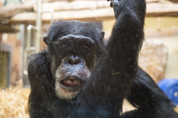 [자르브뤼켄=AP/뉴시스] 독일 자르브뤼켄에서 침팬지 한 마리가 한 손을 위로 올린 채 정면을 응시하고 있다. 2022.02.08. * 기사 내용과 관련 없음 *재판매 및 DB 금지