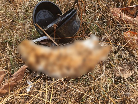 경북 경주시 건천초등학교 인근에서 길고양이 사체가 잇따라 발견되고 있다.(동물의소리 제공)2022.2.9/© 뉴스1