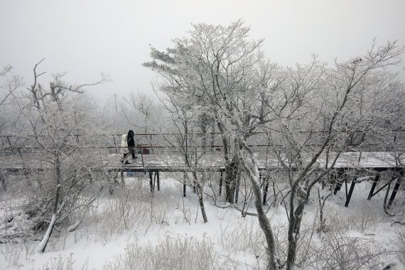 강원도 대관령 인근에는 늦겨울 정취를 만끽할 수 있는 여행지가 많다. 맨위 사진부터 대관령 하늘목장에서 바라본 선자령 풍경, 발왕산관광케이블카 종점 주변에 조성된 '천년주목 치유숲' 설경과 기(氣) 스카이워크. 모나파크용평리조트·한국관광공사 제공