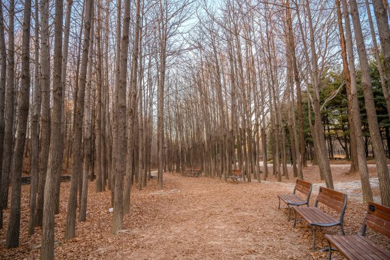 서울숲의 은행나무숲