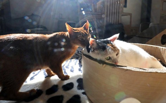 설 연휴 마지막 날이던 지난 2월2일 서울시 용산구에 위치한 동물보호단체 '유기동물 행복찾는 사람들'가 보호 중인 유기묘 및 구조된 고양이들이 새로운 주인을 기다리고 있다. 이 단체는 유기견 및 유기묘 등의 위기에 처한 반려동물을 구조하는 한편 치료·보호한 뒤 책임감 있게 키워줄 새로운 주인에게 입양하는 업무를 하고 있다. 2022.2.2/뉴스1 © News1 장수영 기자