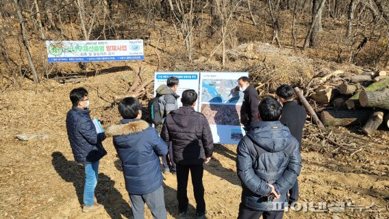 경기도 북방수염하늘소 방제 총력…109억 투입