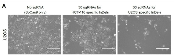 [그림 2] CINDELA의 암세포 특이적 사멸 : HCT-116(결장암 세포) 및 U2OS(골육종 세포)의 전체 게놈 서열 결정을 통해, 이들 암세포에 공통으로 존재하는 InDel 돌연변이들을 찾아냈다. 연구진은 U2OS에서 발견한 InDel 돌연변이들을 표적하는 유전자 가위를 제작해 U2OS 세포에 전달했을 때 U2OS 세포만을 죽임을 확인했다. CINDELA 기술이 암세포를 맞춤형으로 사멸시킬 수 있음을 입증한 것이다.