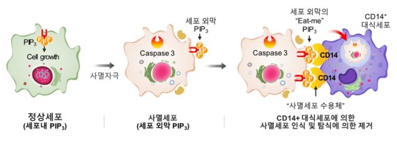 정상세포 속의 포스파티딜이노시톨 포스페이트는 세포안에서 세포의 성장을 돕다가 세포가 죽기 직전 세포 밖으로 나오면서 이 세포를 먹어 없애라는 신호를 내보내 대식세포가 이를 찾아내 먹어 치운다. 연구재단 제공