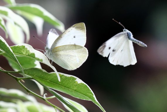 대전 서구 대전곤충생태관에서 배추흰나비가 여유로운 시간을 보내고 있다. 2021.1.31/뉴스1 © News1 김기태 기자