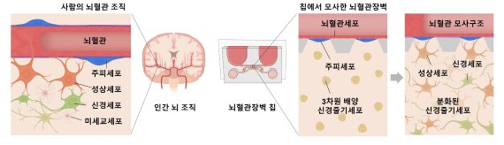 인간 혈뇌장벽을 모사한 인공 칩 모식도 (과학기술정보통신부 제공) 2022.03.02 /뉴스1