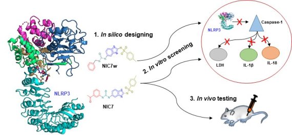 인플라마좀 소분자 억제제의 알츠하이머병 모델에서의 인지 장애 회복 기능 연구에 대한 설명.